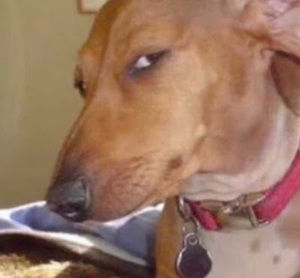 Meet your Posher, Lamiah